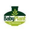 baby-plant